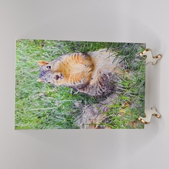 4x6 Happy Squirrel Photography Print - Picture 1 of 3